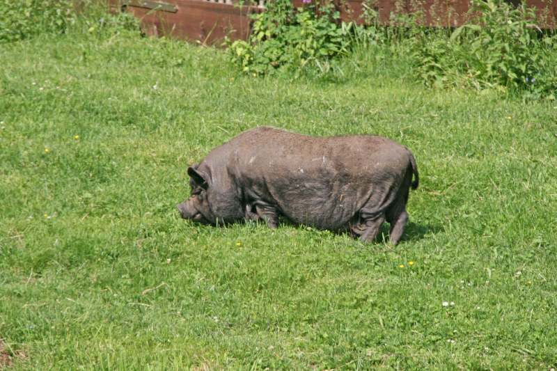 Neuschwanstein juni 2011 - 152